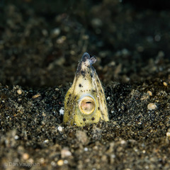 Ophichthus altipennis