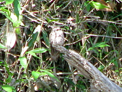 Chordeiles rupestris