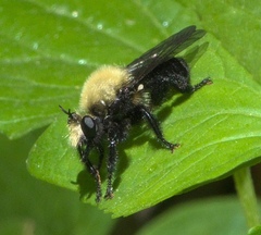 Laphria flavicollis