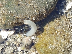 Macoma