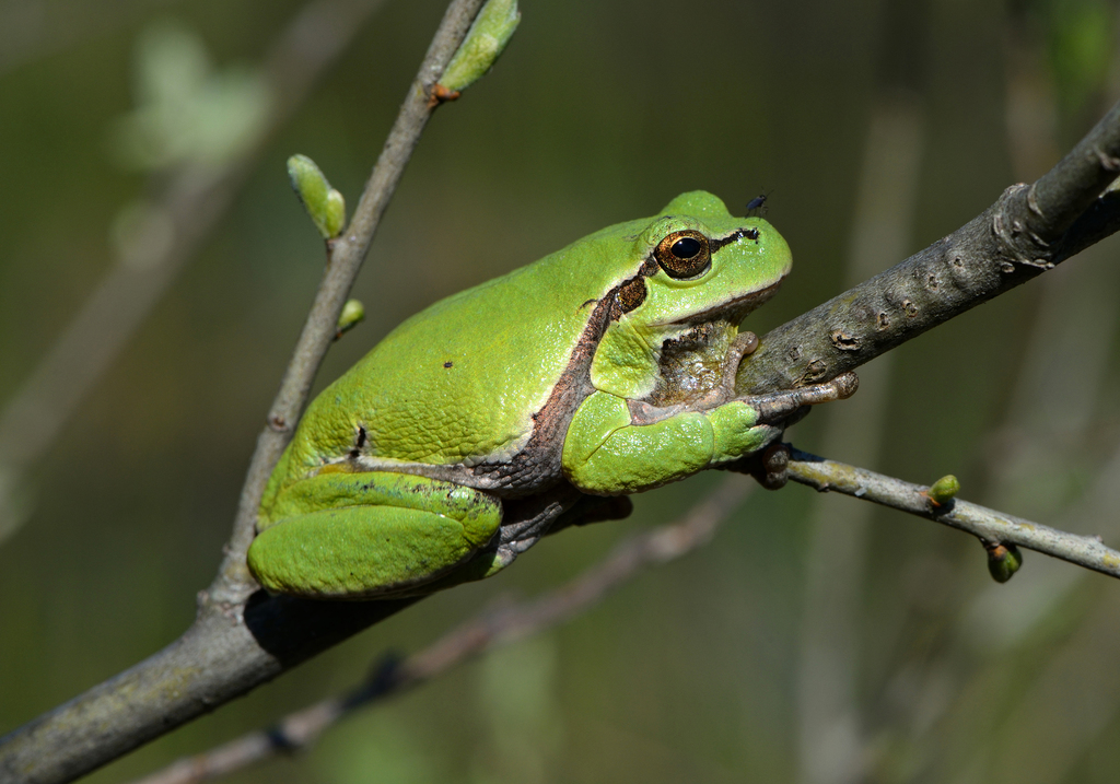 Eastern Tree Frog