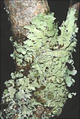 Flavoparmelia rutidota