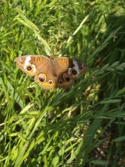 Junonia coenia coenia