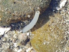Macoma