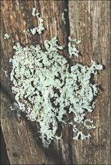 Hypogymnia subphysodes