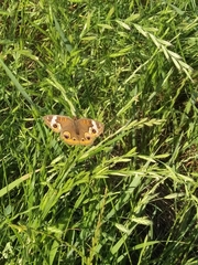 Junonia coenia coenia
