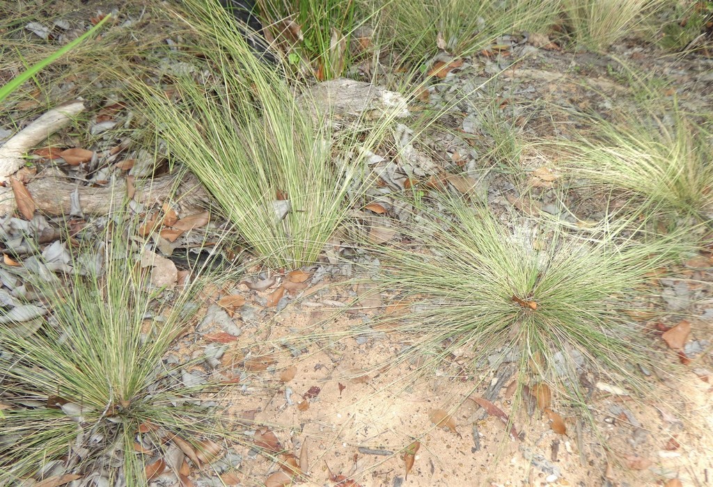 No Known Common Name Logan Native Grasses · Inaturalist 6130