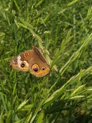 Junonia coenia coenia