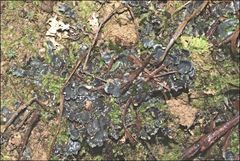 Peltigera dolichorhiza