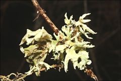 Ramalina inflata