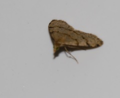 Chrioloba perpusilla