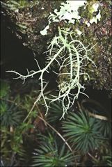 Usnea inermis