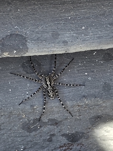 Acantholycosa lignaria