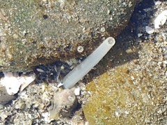 Macoma