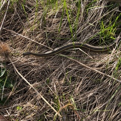Thamnophis butleri