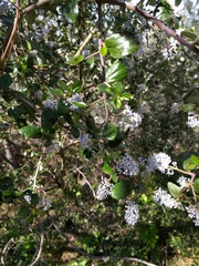 Ceanothus oliganthus