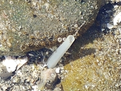 Macoma