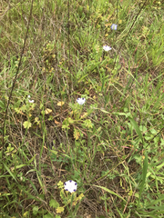 Nemophila maculata