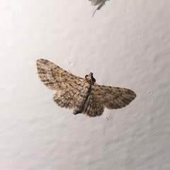 Sigilliclystis insigillata