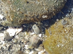 Macoma