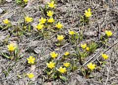 Ranunculus alismifolius