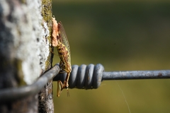 Paramantispa prolixa