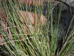 Aristida warburgii