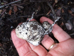 Trappea darkeri