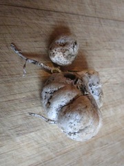 Trappea darkeri