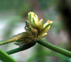Isolepis reticularis