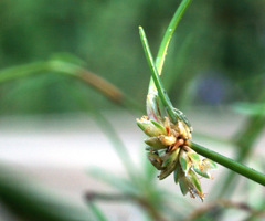Isolepis reticularis