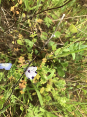 Nemophila maculata