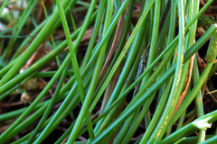 Isolepis reticularis