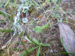 Alchemilla occidentalis