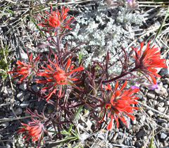 Castilleja scabrida