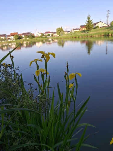 Yellow Iris