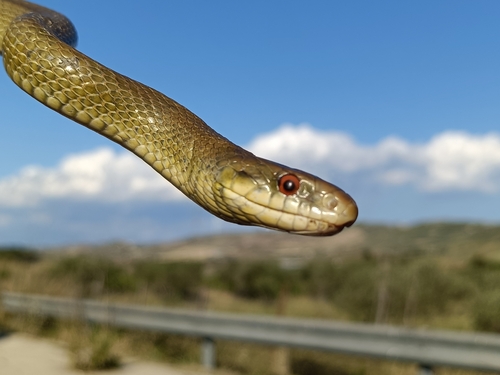 Italian Aesculapian Snake