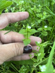 Stellaria neglecta, photograph (c) Наталья Пикалова, some rights reserved (CC BY)