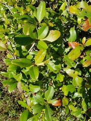 Magnoliopsida