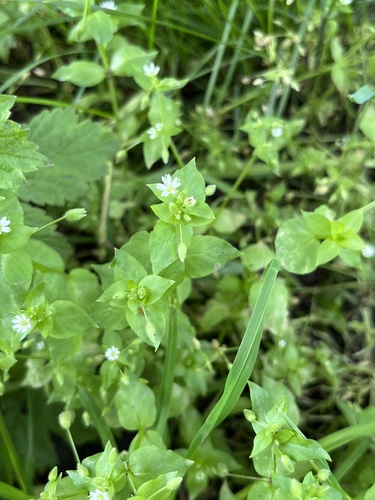 Stellaria neglecta, photograph 5