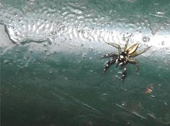 Phintelloides versicolor