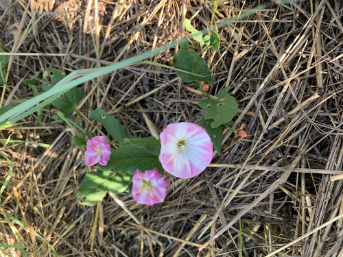 field bindweed
