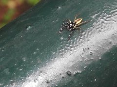 Phintelloides versicolor