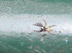 Phintelloides versicolor