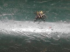 Phintelloides versicolor