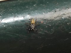 Phintelloides versicolor