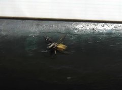 Phintelloides versicolor