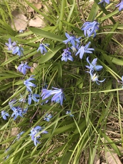 Scilla siberica