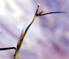 Schoenus maschalinus