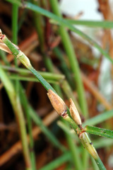 Schoenus maschalinus